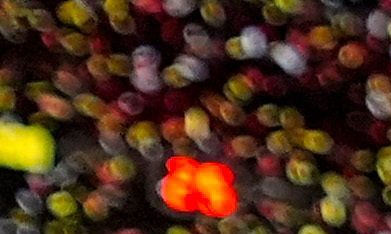 Kansas City Chiefs tight end Travis Kelce and Taylor Swift kiss after the AFC Championship NFL football game against the Buffalo Bills, in Kansas City, Mo., Jan. 26, 2025. (AP Photo/Ashley Landis, File)