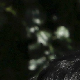 Mojtaba Khamenei, hijo del líder supremo iraní, el ayatolá Ali Khamenei (centro).