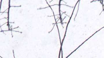 La defensa de Cole alega que la frase "relacionado con" podría aplicarse para delitos que no ocurrieron el 6 de enero de 2021.