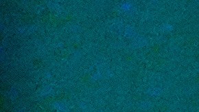 Trump también criticó a la Alianza Atlántica.