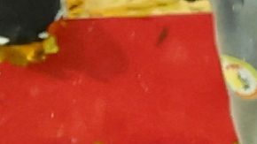 FILE - Senegal's Sadio Mane holds the trophy aloft as he celebrates with teammates after winning the Africa Cup of Nations final soccer match between Senegal and Morocco in Rabat, Morocco, Sunday, Jan. 18, 2026. (AP Photo/Youssef Loulidi, File)