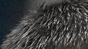 Teammates celebrate with Italy's Moise Kean, right, who scored his side's second goal during the World Cup qualifying play-off soccer match between Italy and Northern Ireland, in Bergamo, Italy, Thursday, March 26, 2026. (AP Photo/Antonio Calanni)