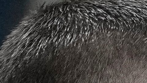 Teammates celebrate with Italy's Moise Kean, right, who scored his side's second goal during the World Cup qualifying play-off soccer match between Italy and Northern Ireland, in Bergamo, Italy, Thursday, March 26, 2026. (AP Photo/Antonio Calanni)