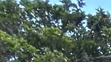 Tiger Woods sale en libertad bajo fianza tras pasar ocho horas detenido en Florida