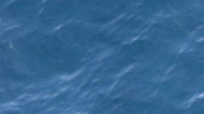 Se observa una ballena de Rice desde la cabina del avión Twin Otter de la NOAA frente a la costa de Texas, en el Golfo de México.