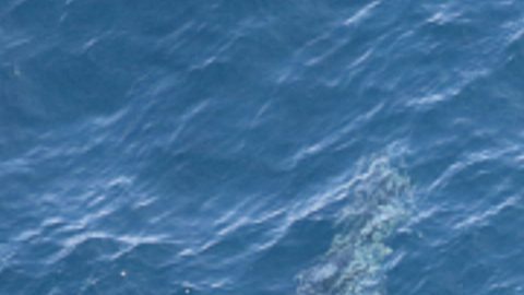 Se observa una ballena de Rice desde la cabina del avión Twin Otter de la NOAA frente a la costa de Texas, en el Golfo de México.