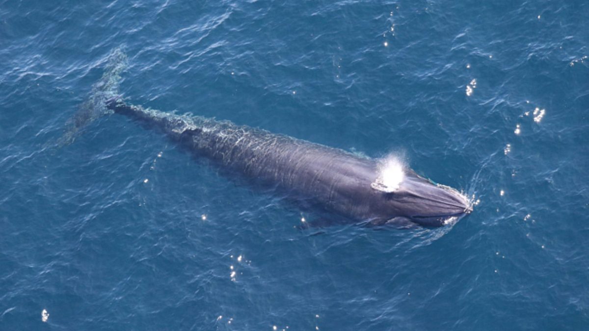 Trump sacrifica especies en extinción del Golfo de México por la industria petrolera