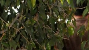 La intérprete construyó una carrera extensa que recorrió desde el cine clásico hasta exitosas telenovelas