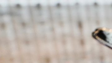 Un plato llamado "Beso de Lengua" servido en el restaurante Alchemist en Copenhague, Dinamarca.