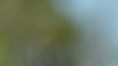 Canada's Abraham Toro celebrates while running the bases after hitting a one-run home run against Cuba during the fifth inning of a World Baseball Classic game in San Juan, Puerto Rico, Wednesday, March 11, 2026. (AP Photo/Fernando Llano)