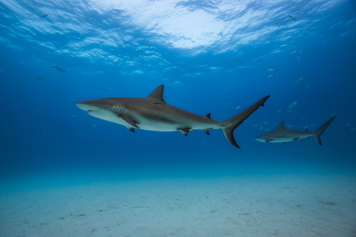 Científicos hallan cocaína y cafeína en tiburones de Bahamas
