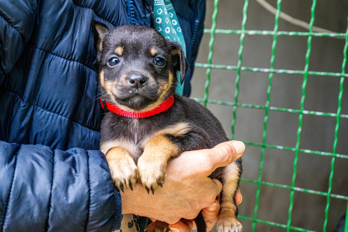 Cómo adoptar una mascota en NYC: requisitos, pasos y consejos clave para un proceso exitoso
