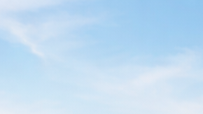 Perro y gato en la cubierta de un crucero con zona especial para mascotas durante un viaje transatlántico