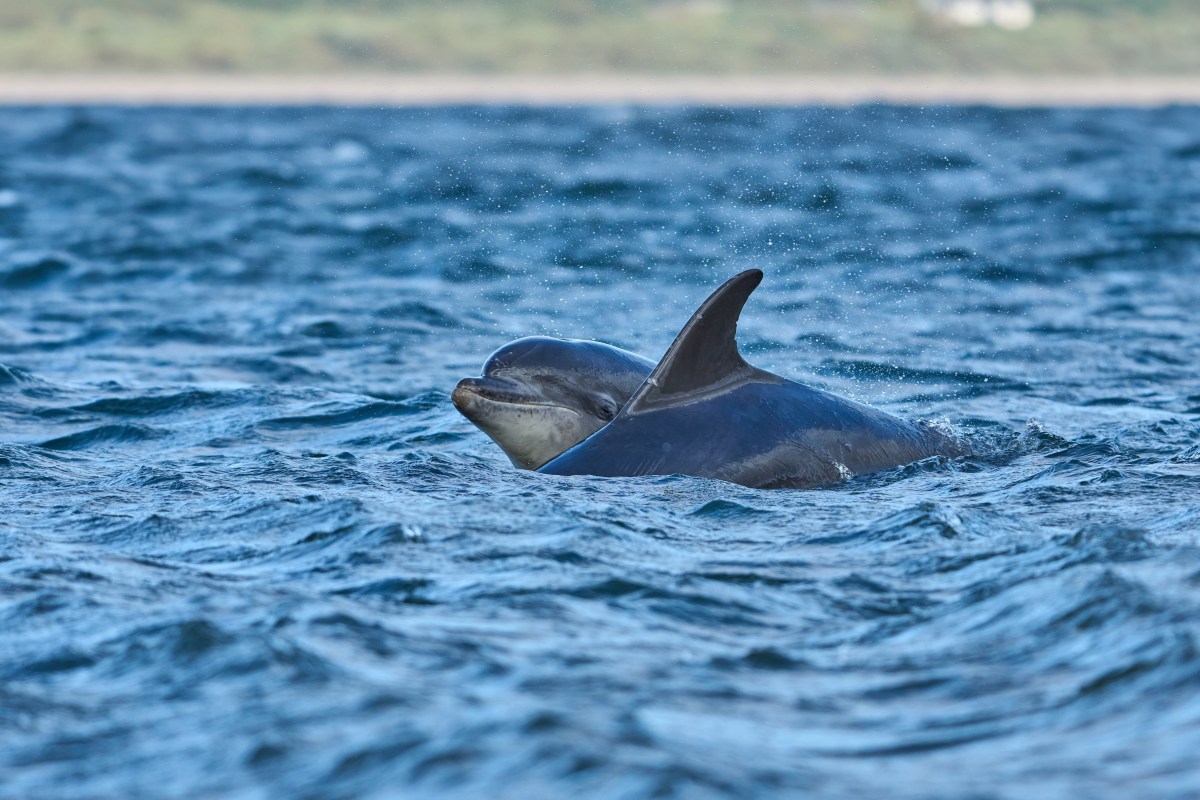 Delfines sorprenden en el East River de Nueva York
