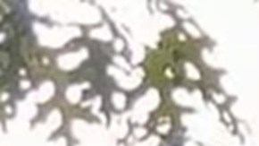 Dylan López Contreras estuvo detenido 10 meses por ICE.