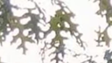 Dylan López Contreras estuvo detenido 10 meses por ICE.