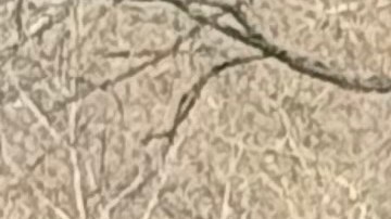 La manifestación 'No Kings' se realizó desde Central Park a la calle 34, sobre la Séptima avenida.