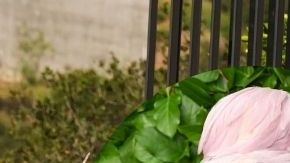 Rihanna habría comprado esta propiedad en 2020.