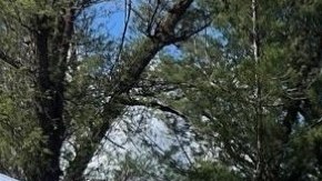 Protestas contra Trump en Puerto Rico - No Kings