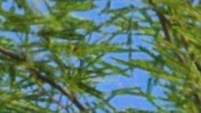 Los productos afectados estuvieron a la venta en seis estados (Ark., La., Miss., N.M., Okla., Texas) desde el 15 de enero.