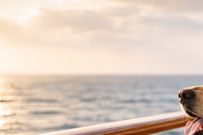 Cruceros que aceptan mascotas Dueño con su perro mirando el mar desde la cubierta de un crucero durante un viaje