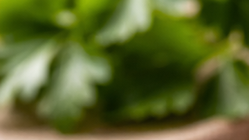 Dientes de ajo con brotes verdes germinados sobre una tabla de madera junto a cabezas de ajo enteras.