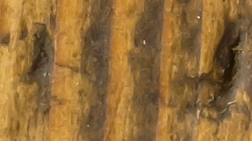 estafa de alquiler en línea