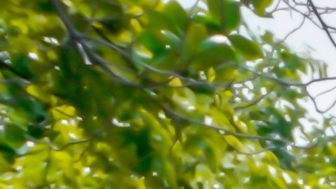 granjero-mcdonalds-drive-trhu