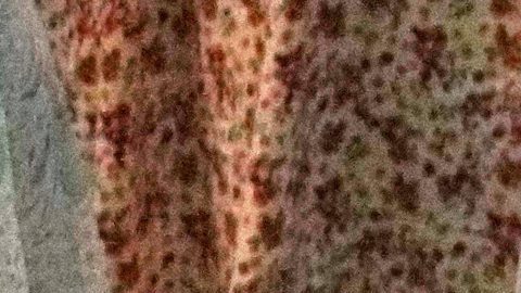 COI se pronunció sobre ejecución de atleta iraní.