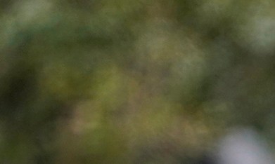 Joe y Jill Biden adoptaron dos cachorros de un refugio en Tennessee: Boo y Scout