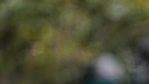 Joe y Jill Biden adoptaron dos cachorros de un refugio en Tennessee: Boo y Scout