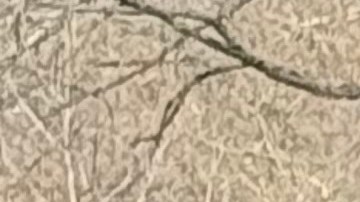 El Movimiento 'No Kings' cobra fuerza en Estados Unidos.