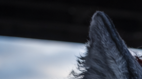 Jóvenes con máscaras de animales en reunión vinculada al fenómeno therian en espacio público