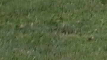 El árbitro mexicano César Ramos atrapado en Qatar.