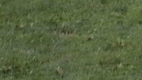 El árbitro mexicano César Ramos atrapado en Qatar.