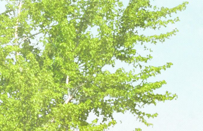 Plano maestro del patio de Sunnyside