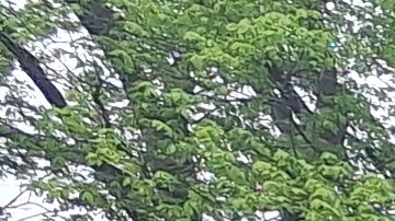 La Gran Manzana posee uno de los sistemas de parques urbanos más extensos de los Estados Unidos