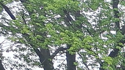 La Gran Manzana posee uno de los sistemas de parques urbanos más extensos de los Estados Unidos
