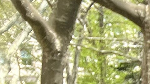 Cuidadoras domiciliarias inician huelga de hambre a las afueras de City Hall