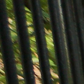 Los neoyorquinos que deseen cumplir con las normas de compostaje pueden llamar al 311 para que su edificio cumpla con la normativa.