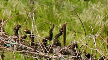 Durante la pandemia de COVID, los agricultores eran considerados trabajadores de primera línea.