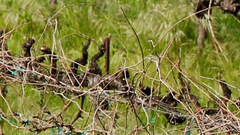 Durante la pandemia de COVID, los agricultores eran considerados trabajadores de primera línea.