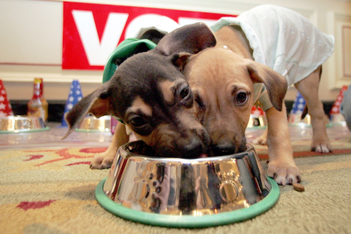 Celebra el Día Nacional de las Mascotas con adopciones y lujo pet-friendly en Manhattan
