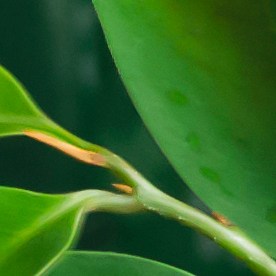 Una cesta tejida con guanábanas y un vaso de jugo de guanábana.