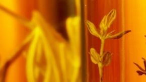 El Aceite de Oliva Virgen Extra (AOVE) no es solo una grasa saludable; sus polifenoles actúan como un potente antiinflamatorio natural que ayuda a reducir la acumulación de grasa en las células hepáticas.