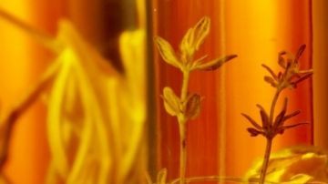 El Aceite de Oliva Virgen Extra (AOVE) no es solo una grasa saludable; sus polifenoles actúan como un potente antiinflamatorio natural que ayuda a reducir la acumulación de grasa en las células hepáticas.