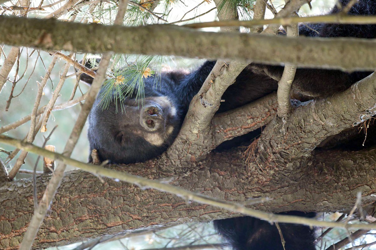 El sorprendente rescate de un oso que trepó a un árbol en Albany