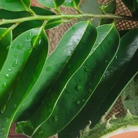 Toma cenital de una guanábana, hojas de guanábana y un vaso de jugo de la fruta, Al lado izquierdo ingerior de un hígado