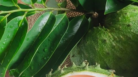 Toma cenital de una guanábana, hojas de guanábana y un vaso de jugo de la fruta, Al lado izquierdo ingerior de un hígado