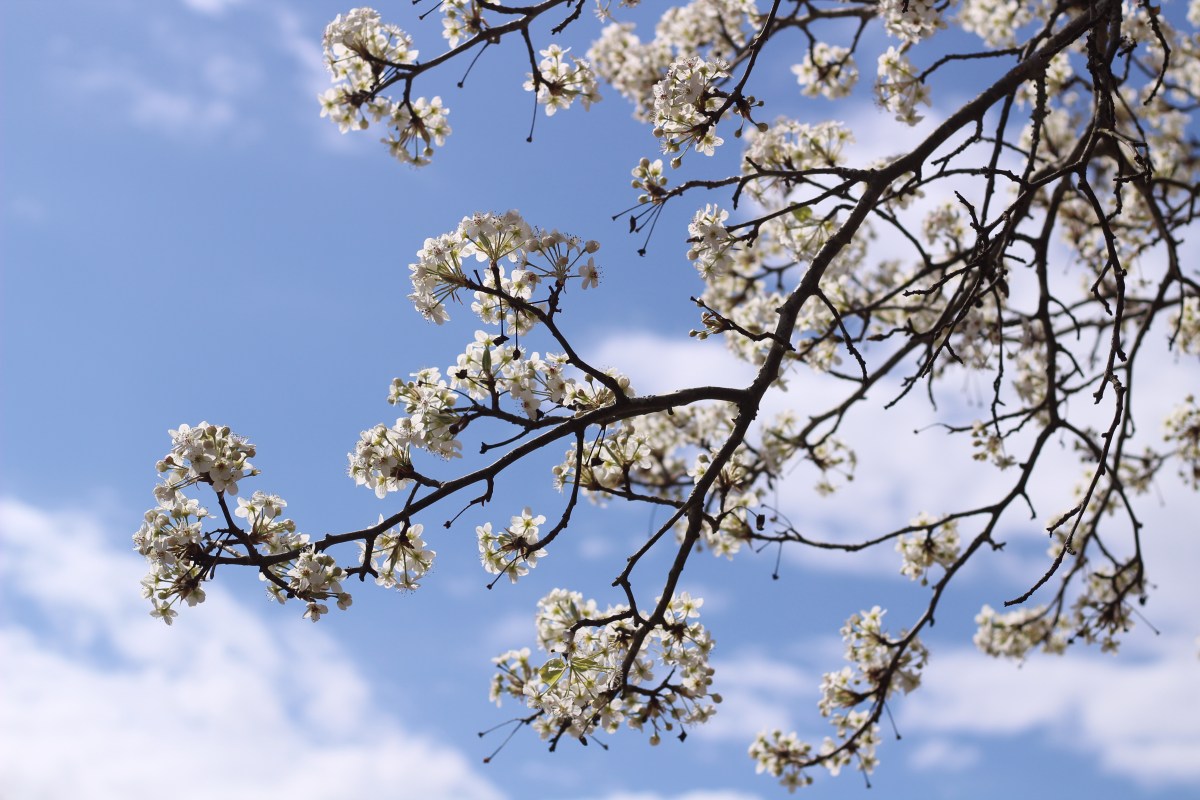 Nueva Jersey prohíbe los árboles peral de Bradford pear por su olor y daño ambiental